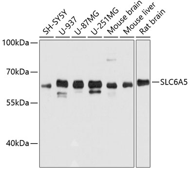 SLC6A5 Polyclonal Antibody