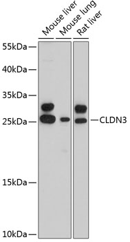 CLDN3 Polyclonal Antibody