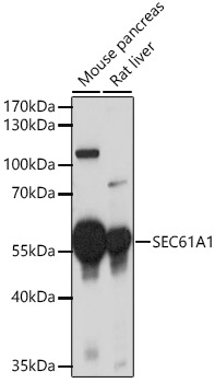 SEC61A1 Polyclonal Antibody