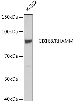 CD168/RHAMM Monoclonal Antibody [3L10H9]
