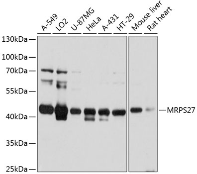 MRPS27 Polyclonal Antibody
