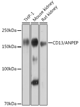 CD13/ANPEP Monoclonal Antibody [6E4R1]