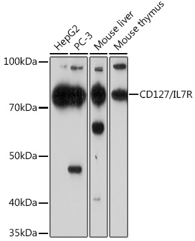 CD127/IL7R Monoclonal Antibody [6H0T7]