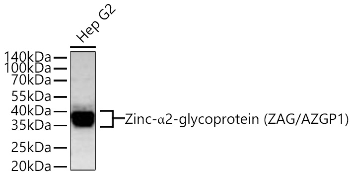 Zinc-a2-glycoprotein (ZAG/AZGP1) Monoclonal Antibody [7I8N3]