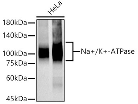 Na+/K+-ATPase Monoclonal Antibody [3L6F0]