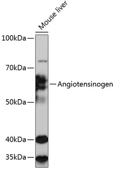 Angiotensinogen Monoclonal Antibody [9Q5D4]