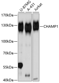CHAMP1 Polyclonal Antibody