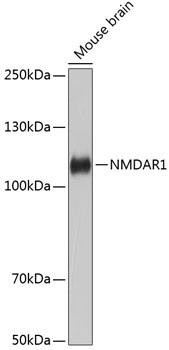 NMDAR1 Monoclonal Antibody [1H1T3]