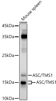 ASC/TMS1 Polyclonal Antibody