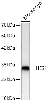 HES1 Polyclonal Antibody