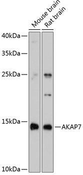 AKAP7 Polyclonal Antibody