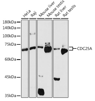 CDC25A Polyclonal Antibody