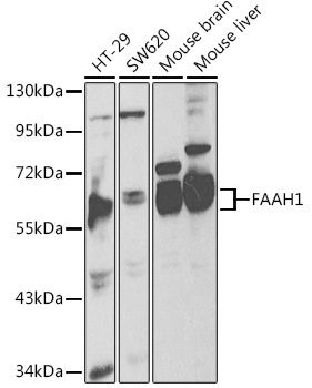 FAAH1 Polyclonal Antibody