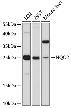 NQO2 Polyclonal Antibody
