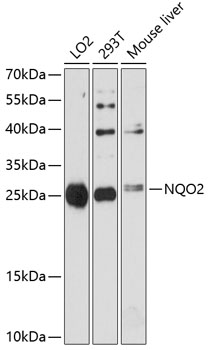 NQO2 Polyclonal Antibody