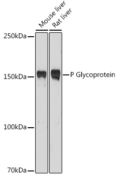 P Glycoprotein Polyclonal Antibody