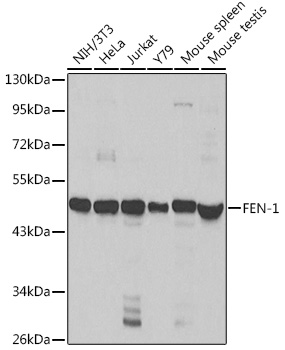 FEN-1 Polyclonal Antibody