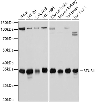 STUB1 Polyclonal Antibody