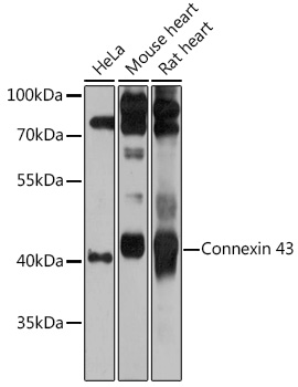 Connexin 43 Polyclonal Antibody