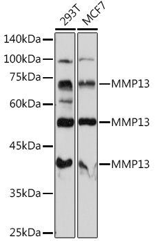 MMP13 Polyclonal Antibody