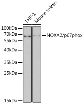 NOXA2/p67phox Polyclonal Antibody