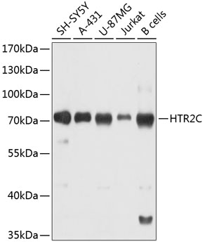 HTR2C Polyclonal Antibody