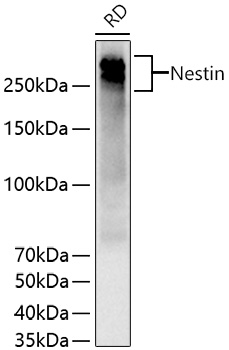 Nestin Polyclonal Antibody