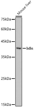 IkappaBa Polyclonal Antibody
