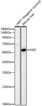 HGF Polyclonal Antibody