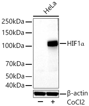 HIF1a Polyclonal Antibody