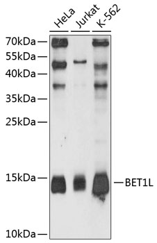 BET1L Polyclonal Antibody