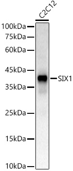 SIX1 Polyclonal Antibody