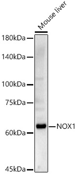 NOX1 Polyclonal Antibody