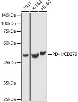 PD-1/CD279 Polyclonal Antibody