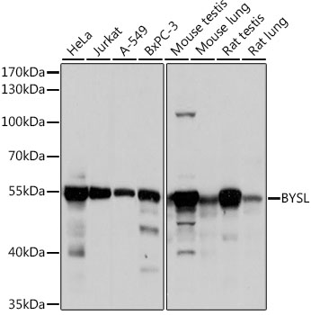 BYSL Polyclonal Antibody