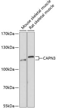 CAPN3 Polyclonal Antibody