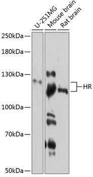 HR Polyclonal Antibody