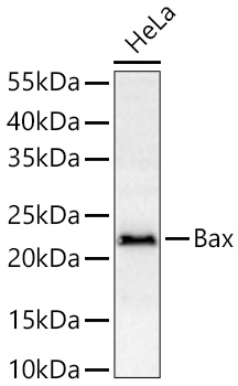 Bax Polyclonal Antibody