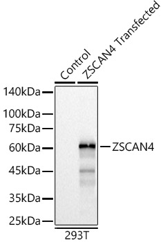 ZSCAN4 Polyclonal Antibody