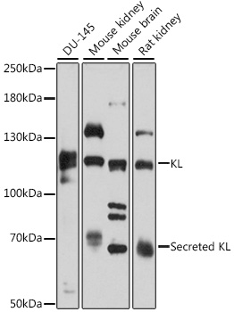 KL Polyclonal Antibody