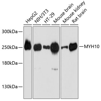 MYH10 Polyclonal Antibody