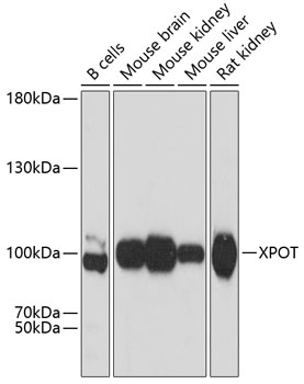 XPOT Polyclonal Antibody