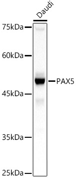 PAX5 Polyclonal Antibody