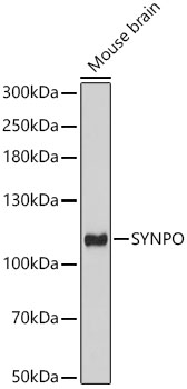 SYNPO Polyclonal Antibody
