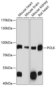 POLK Polyclonal Antibody
