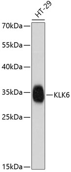 KLK6 Polyclonal Antibody