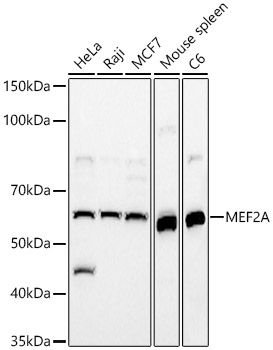 MEF2A Polyclonal Antibody