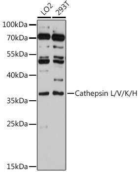 Cathepsin L/V/K/H Polyclonal Antibody