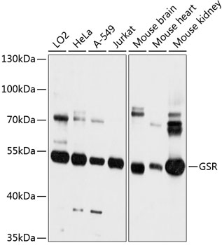 GSR Polyclonal Antibody