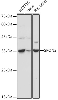 SPON2 Polyclonal Antibody